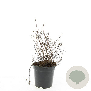 Potentilla f. 'Kobold' GM P15