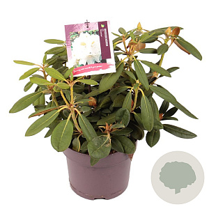 Rhododendron (Y) 'Porzellan' 25-30 cm 5,0L