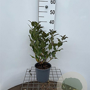 Weigela florida 'Tango' 30-40 cm 2,5L