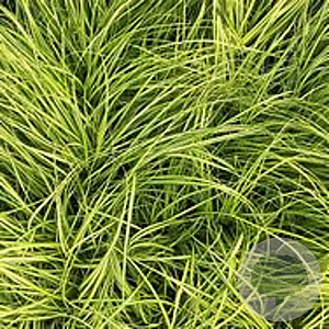 Carex 'Eversheen' C1.5 wortelecht