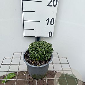 Iberis semp. 'Pink Ice' GM C1.3