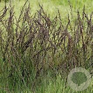 Molinia arund. 'Black Arrows' 30-40 cm 2,5L