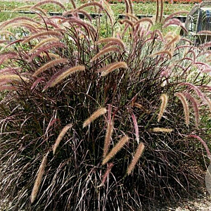 Pennisetum 'Rubrum Dwarf' GM 2,0L