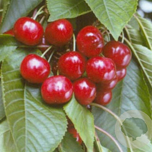 Prunus a. 'Van' 14-16 HA container