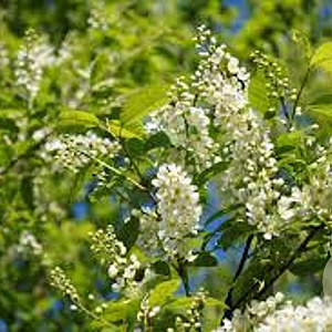 Prunus padus 'Watereri' 6-8 HO draadkluit