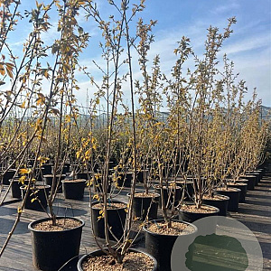 Prunus ser. 'Ukon' 175-200 cm 40L meerstammig