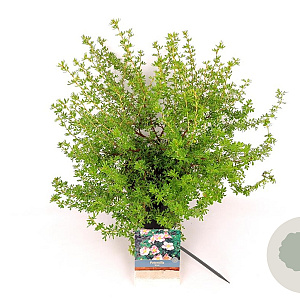 Potentilla f. 'Blink' 30-40 cm 3,0L