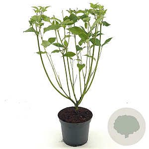 Cornus sericea 'Flaviramea' 50-60 cm 3,0L