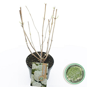 Hydrangea a. 'Annabelle' 40-50 cm 5,0L