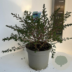 Ceanothus 'Julia Phelps' 30-40 cm 5,0L