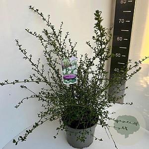 Ceanothus thyr. 'Millerton Point' 40-50 cm 5,0L