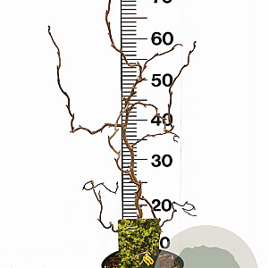 Corylus a. 'Twister' 40-60 cm 3,0L