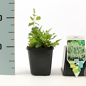 Salvia nem. 'Schneehügel' GM P9