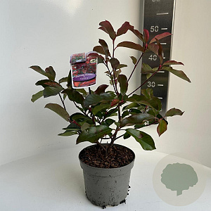 Photinia fraseri 'Camilvy' 20-30 cm 2,0L
