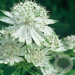 Astrantia maj. 'Shaggy' GM P9