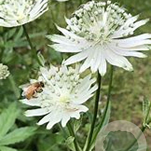Astrantia maj. 'Shaggy' GM P9