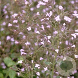 Calamintha n. 'Blue Cloud' GM P9