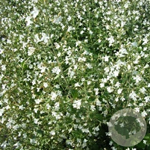 Calamintha n. 'White Cloud' GM P9