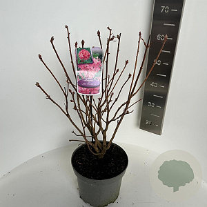 Rhododendron (AV) 'Jolie Madame' 40-50 cm 5,0L