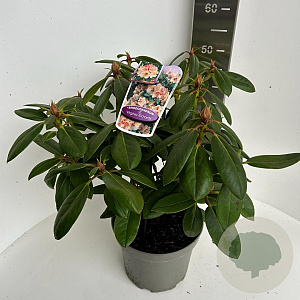 Rhododendron 'Virginia Richards' 40-50 cm 5,0L