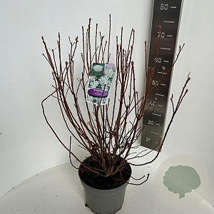 Rhododendron viscosum 40-50 cm 5,0L