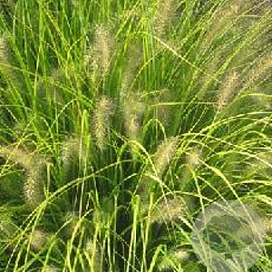 Pennisetum al. 'Hameln Gold' GM P9