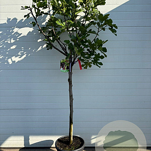 Ficus car. 'Brown Turkey' 12-14 HA 30L 100 cm stam