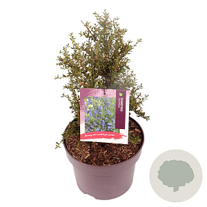 Ceanothus 'Julia Phelps' 40 cm 5,0L