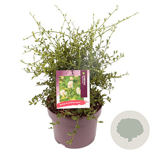 Ceanothus 'Snow Flurries' 40 cm 5,0L