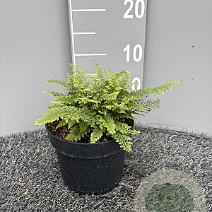 Polystichum set. 'Plumosum' GM 2,0L