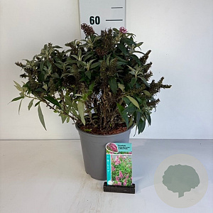 Buddleja d. B. Candy Little Pink 30-40 cm 6,5L