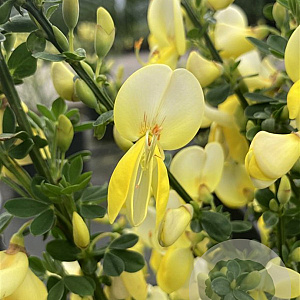 Cytisus praecox 'Allgold' 30-40 cm 3,5L
