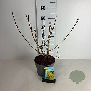 Forsythia 'Goldrausch' 40-50 cm 35L