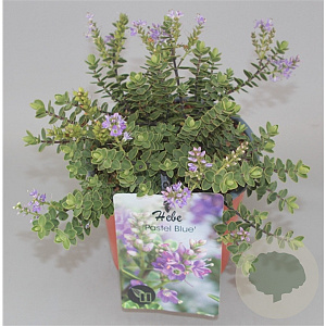 Hebe 'Pastel Blue' GM 2,0L