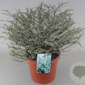 Hebe pimeleoides GM C5