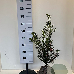 Ilex aq. 'Alaska' 40-50 cm met kluit