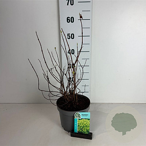 Philadelphus cor. 'Aureus' 40-50 cm 35L