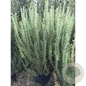 Rosmarinus off. "Compact' GM 2,0L