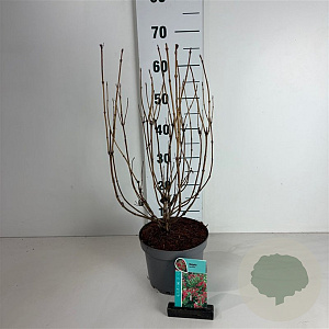 Weigela 'Red Prince' 40-50 cm 35L