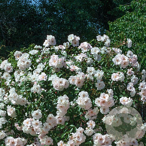 Rosa (H) Ice Meidiland GM C1.5 eigen wortel
