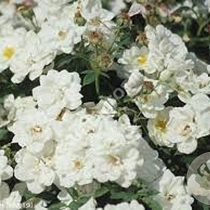 Rosa (H) 'Poulcov' GM C1.5 eigen wortel