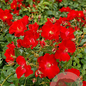 Rosa (H) Rally GM C1.5 eigen wortel