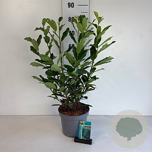 Prunus l. 'Reynvaanii' 50-60 cm 5,0L