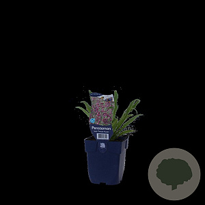 Penstemon b. 'Twizzle Purple' GM  P11