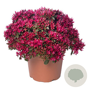 Sedum spurium Spot On Deep Rose GM  P11