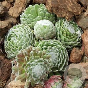 Sempervivum Groen/Green/GrÃ¼n GM  P11