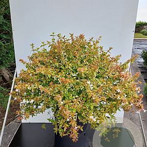 Abelia grandifl. 'Kaleidoscope' 60-80 cm 15L