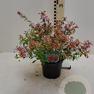 Abelia grandifl. Sunshine Daydream 25-30 cm 2,0L