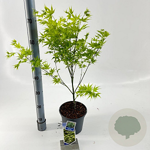 Acer pal. 'Aoyagi' 60 cm 3,0L