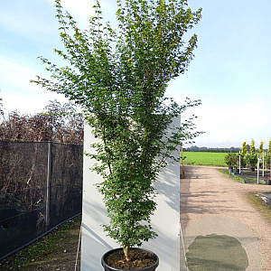 Acer pal. 'Silhouette' 125-150 cm 40L meerstammig